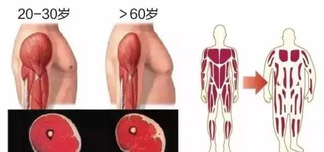 综合训练器训练计划_训练器综合计划怎么写_综合训练器使用
