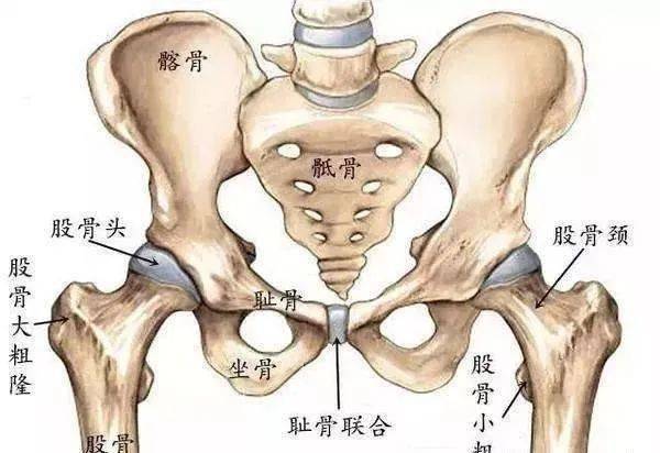 髋关节训练器的适应症_髋关节训练椅的用途_髋关节训练椅