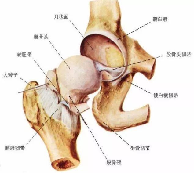 髋关节训练椅的用途_髋关节训练椅_髋关节训练椅说明书