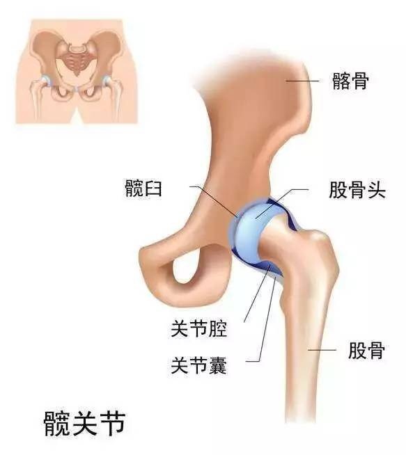 髋关节训练椅_髋关节坐姿_髋关节训练器