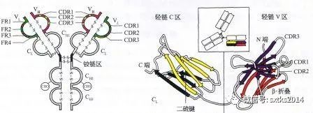 什么是身体机能_机身体是什么意思_身体机能是啥