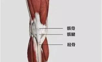 股四头肌训练椅安装视频_股四头肌训练椅_股四头肌训练椅使用方法