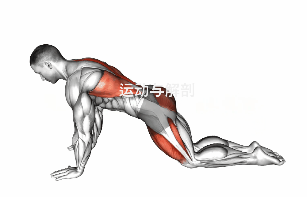 开yun体育官网入口登录体育 #髋关节核心#