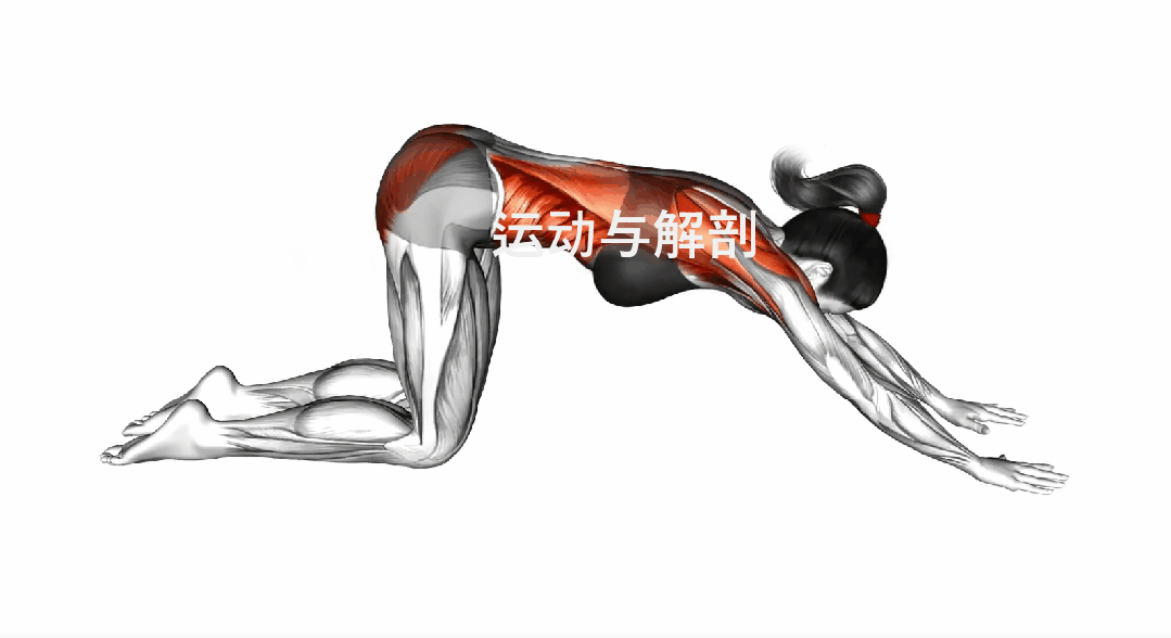 椅子踮脚臀桥训练_髋关节训练椅_椅子弓步动态拉伸训练