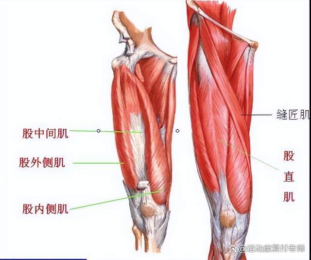 股四头肌训练椅子_股四头肌训练椅使用方法_股四头肌训练椅