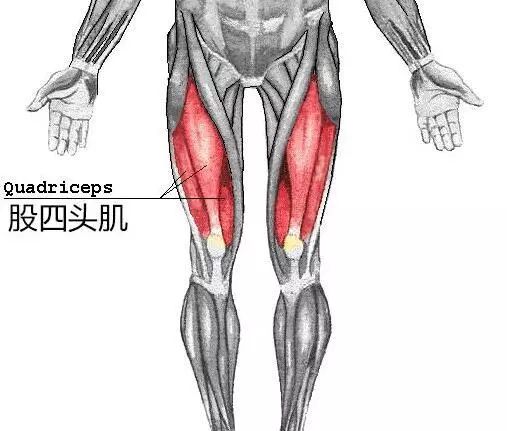开yun体育app入口登录 膝关节炎患者急需，锻炼股四头肌很实用的训练方法