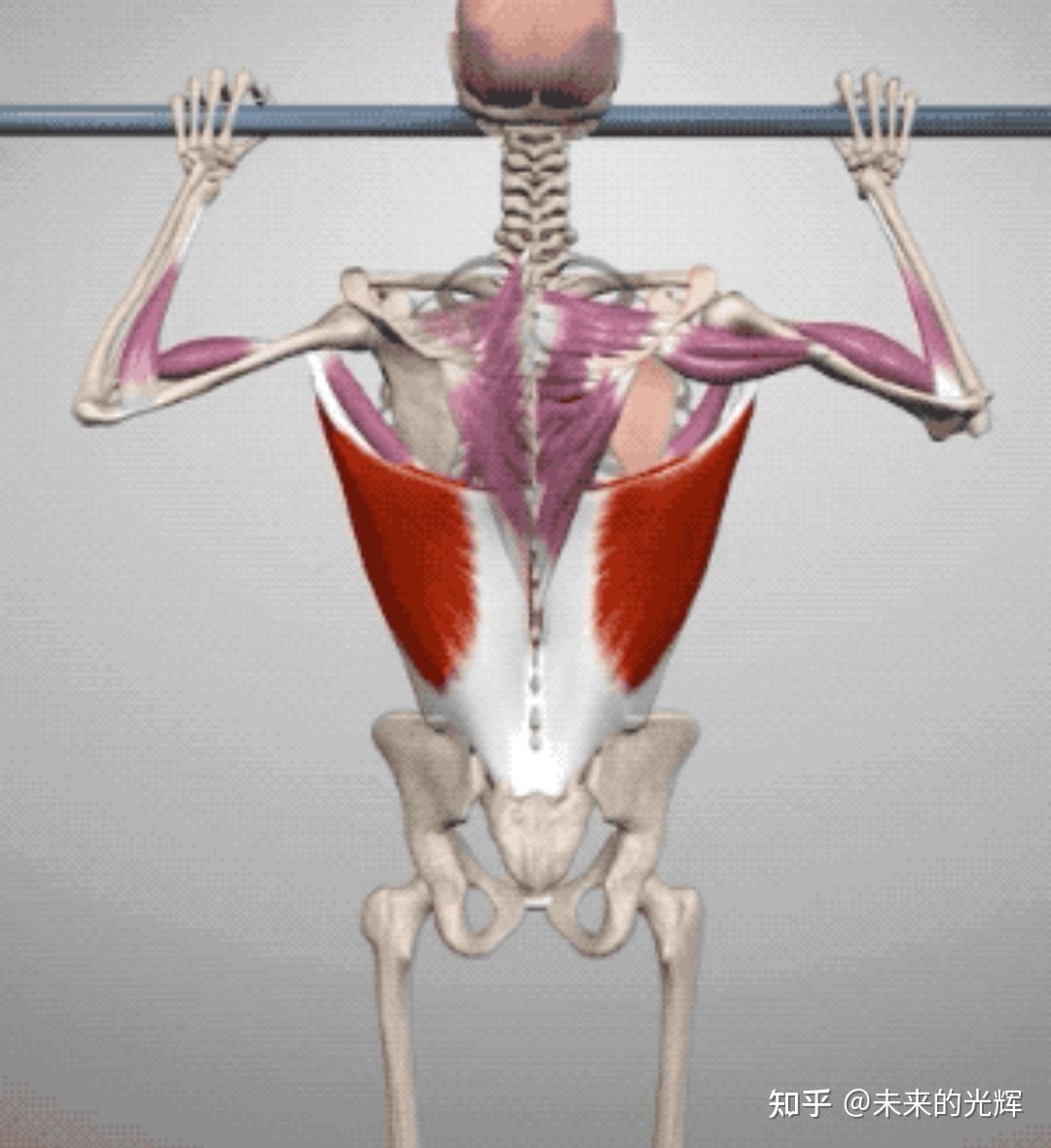 健身训练手套_正握引体向上训练方法_引体向上肌群训练