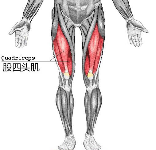 股四头肌训练椅使用方法_股四头肌训练椅_股四头肌训练椅安装视频